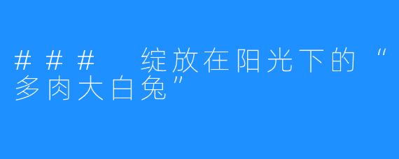 ### 绽放在阳光下的“多肉大白兔”